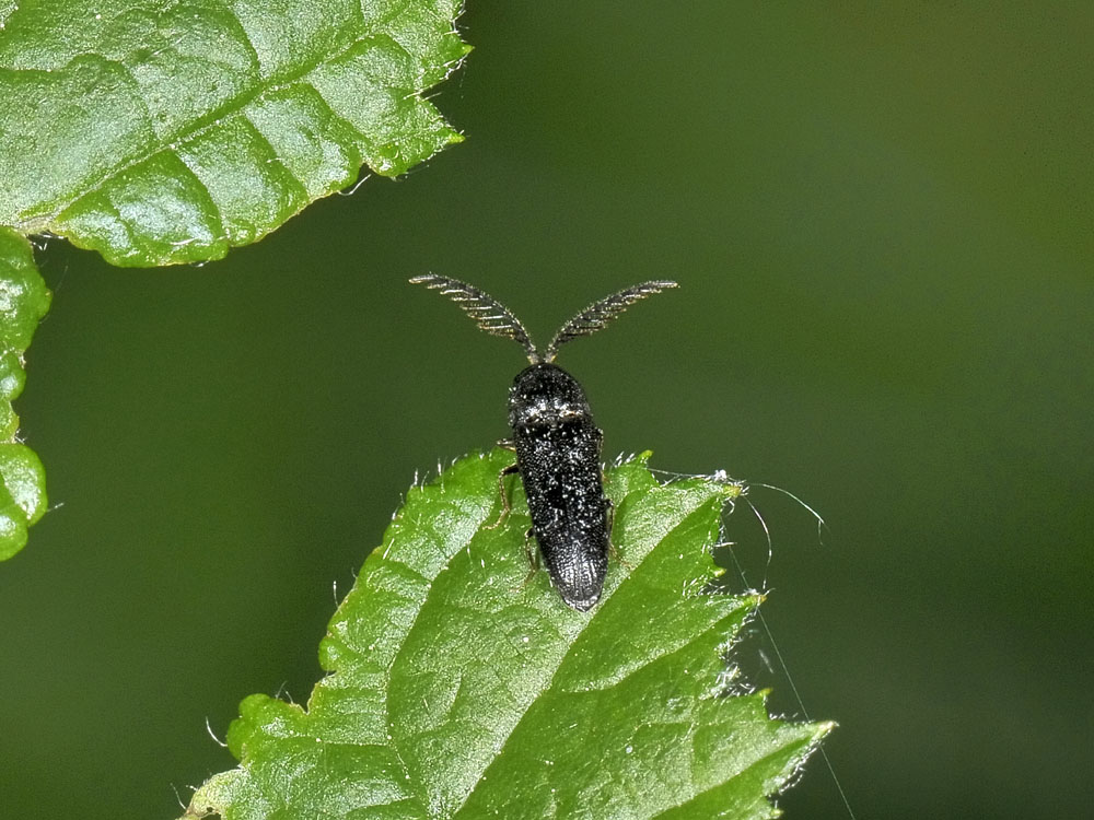 Microrhagus lepidus (cf.)  - Eucnemidae